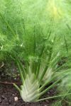 Fennel 6 Pack