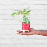 Pothos Marble Queen - MINI - In Red Pippin Planter