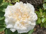Wits Korwiwara P Rose 5LT
