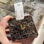 Venus Fly Trap 'diablo.' Special Import. - Dormant Plant. 7.5CM Plastic Container.