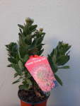 Ayoba Orange Zest Leucospermum Pincushion 15CM Pot