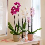Moth Orchid - Patterned White - 12CM Nursery Pot Single Stem