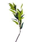 Artificial Olive Leaf Branch On Stem