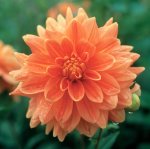 Dahlia Decorative – “orange” Bulbs