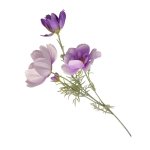 Purple White Mix Garden Cosmos 70CM