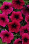 Petunia Shock Wave Deep Purple Seed - 10 Pelleted Seed