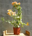 Bougainvillea Delta Dawn 10LT