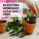 Lunchtime Workshops - Mossball Making Demonstration In Store On 22 February 2024 @ 13H00