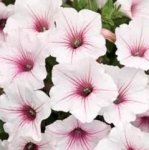 Petunia Vista ‘silverberry’ 25CM Hanging Basket