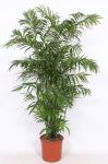 Chamaedorea Seifrizii Reed Palm