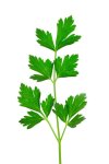 Parsley Italian Flat Leaf 120G P