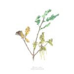 Quercus Robur Art Print - A2