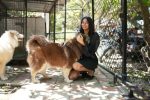Established Dog Kennels