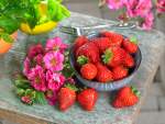 Strawberry Summer Breeze Cherry Blossom Seedlings - 3 Plug Plants