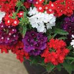 Verbena Assorted 15CM Pot