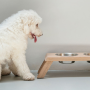 Bentley Dog Feeder - Medium - 52CM L X 16CM H X 21CM W