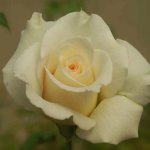 Delicate Beauty Hybrid Tea Rose 5LT