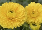 Calendula Officinalis 6 Pack Tray