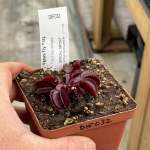 Venus Fly Trap 'trev's Red Dentate.' Special Import. - 2 Year Old Plant. 7.5CM Plastic Container.
