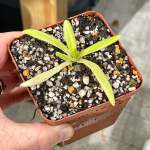 Butterwort Pinguicula Moctezumae X Gigantae