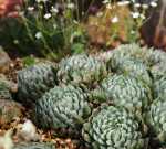Sempervivum Spinosum 128 Plug Tray