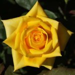 Jeppe Gold Hybrid Tea Rose 5LT