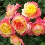 Rose Brothers Grimm 5LT