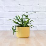 Kangaroo Fern - In Mustard Migo Planter