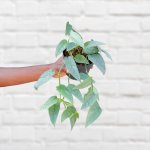 Pothos - Cebu Blue - 15CM Hanging Basket