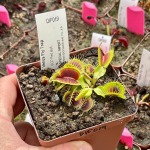 Venus Fly Trap 'bcp Red Bull.' Special Import. - 2 Year Old Plant. 7.5CM Plastic Container.
