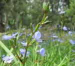 Aristea Ecklonii 15CM Pot
