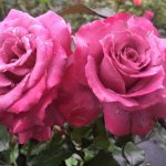 Shocking Sky Rose 5LT