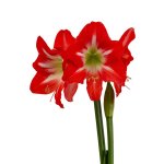 Amaryllis Symphony Single – Capella Bulb