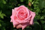 Rahles Rose Hybrid Tea Rose 5LT