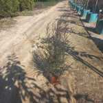 Leptospermum Cherry Brandy 22CM Pot