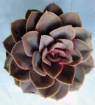 Echeveria ‘perle Von Nurnberg’ 15CM Pot