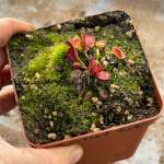 Venus Fly Trap 'crossed Teeth.' Special Import. - Dormant Plant. 7.5CM Plastic Container.