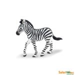 Wildlife Zebra Foal