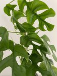 Philodendron Minima Seedlings - 3 Plug Plants