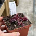 Venus Fly Trap 'amteborous.' Special Import. - 2 Year Old Plant. 7.5CM Plastic Container.