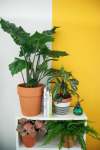 Seasonal Plant Subscription Every 3 Months quarterly Gauteng Only - Annually Trendy Plant Subscription