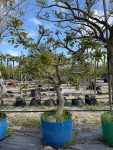 Coral Tree 125LT Special