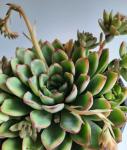 Echeveria Pellucida 15CM Pot