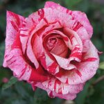 Avant-garde Hybrid Tea Rose 5LT