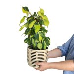 Philodendron Brasil - Mosspole - In Shishi Basket