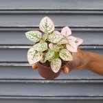 Polka Dot Plant - Pink In 10CM Nursery Pot
