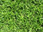 Lm Grass Per Square Metre Gauteng Only