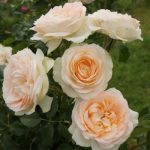 Jean Geldenhuys Rose 5LT