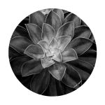 Desert Rose Round Tablecloth By Annette Heymans