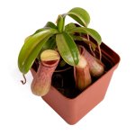 Tropical Pitcher Nepenthes 'wendy' - Small 5 - 9CM Leaf Span In 9CM Plastic Container